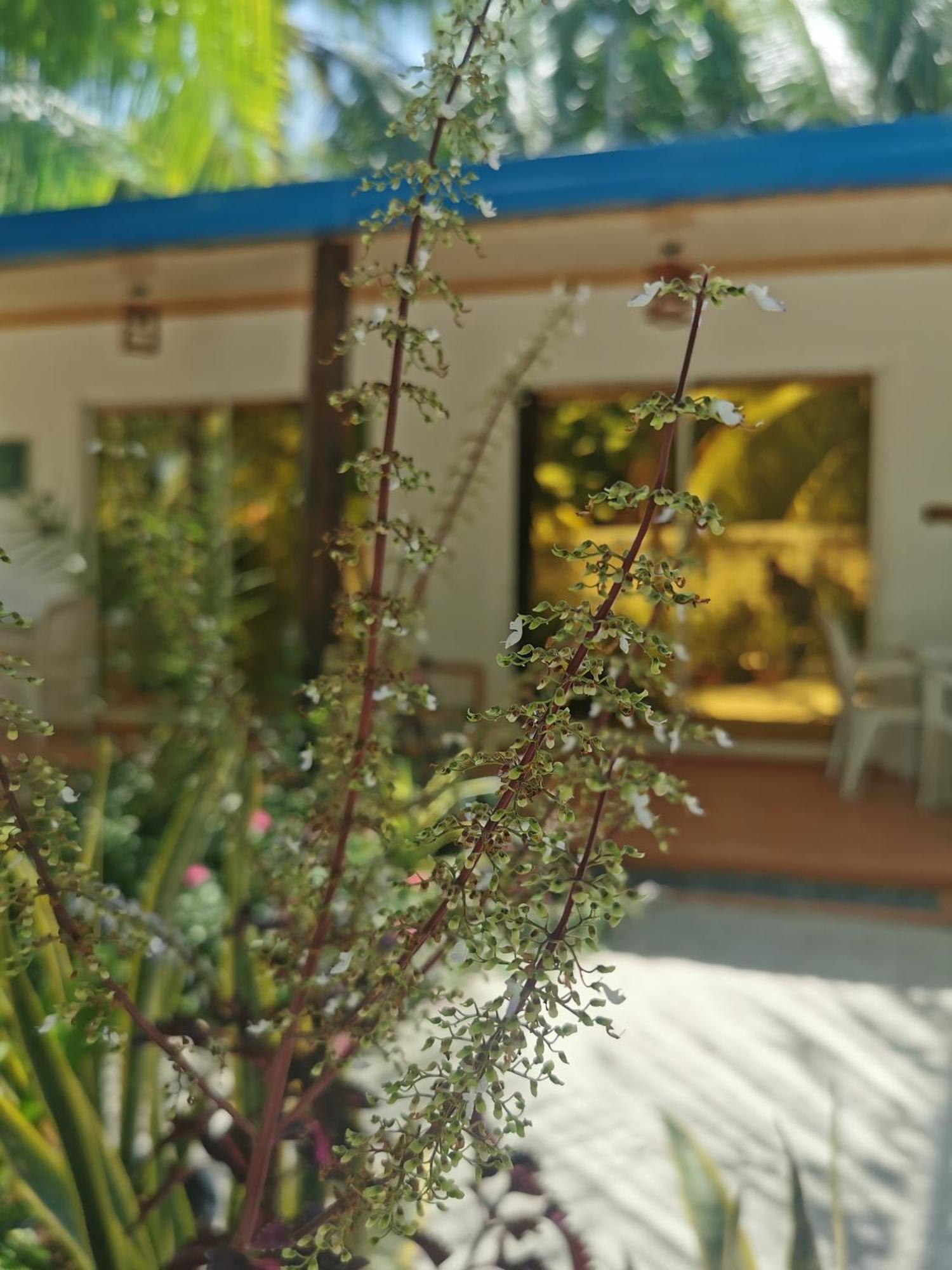 Blue Water Thoddoo Inn Habitación foto